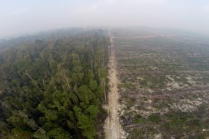 Palmölproduktion auf Kosten des Regenwaldes (Foto: Global 2000)