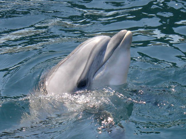 Delfin schaut aus dem Wasser