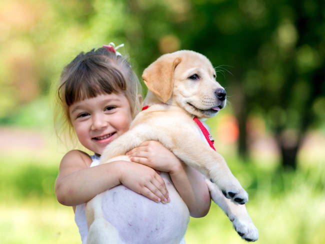 Kleines Mädchen hält einen Golden Retriever Welpen im Arm