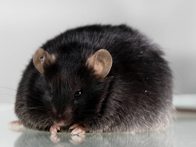 Dicke schwarze Maus putzt sich mit ihren Vorderpfoten