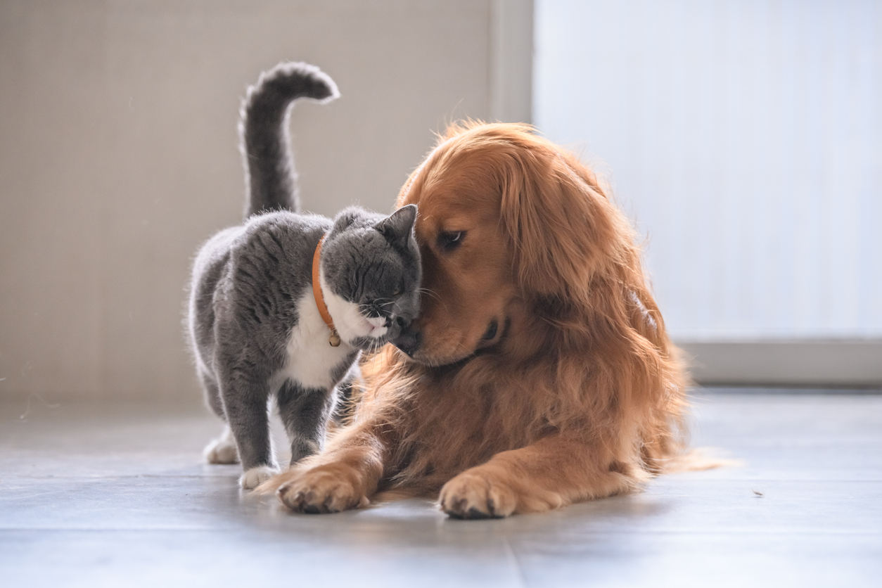 Kennenlernen hund und katze
