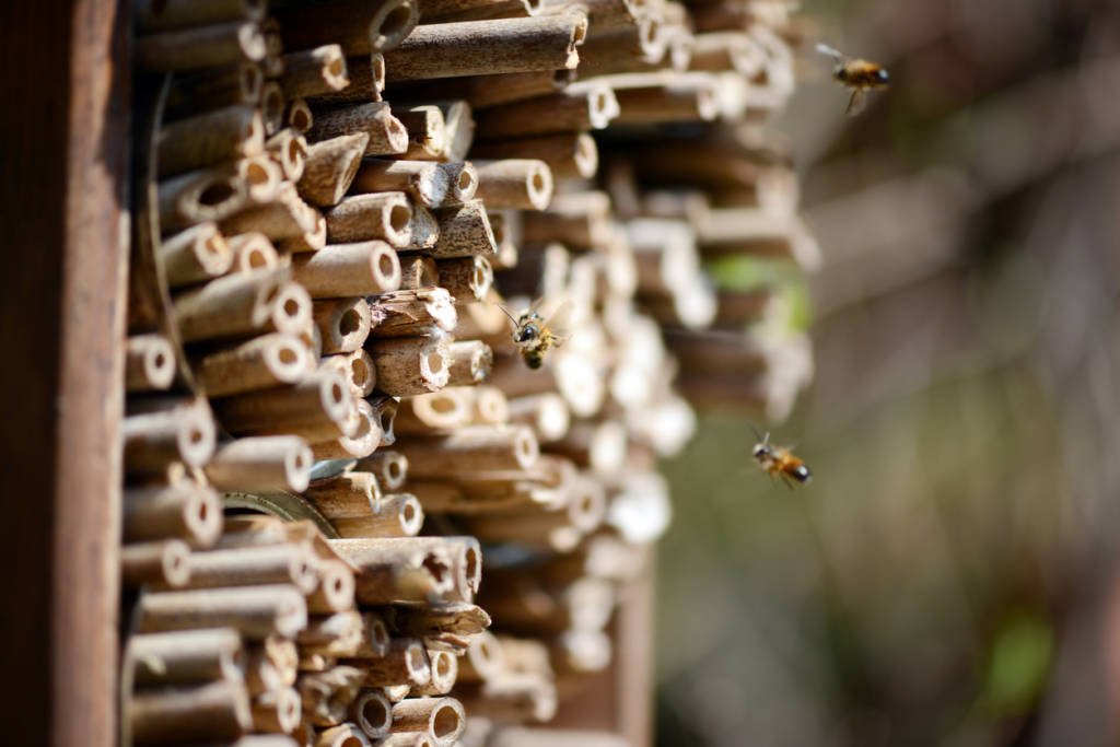 Bienenhotels für Wildbienen