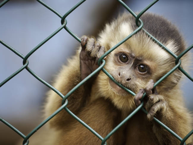 Affen starben in Krefelder Zoo