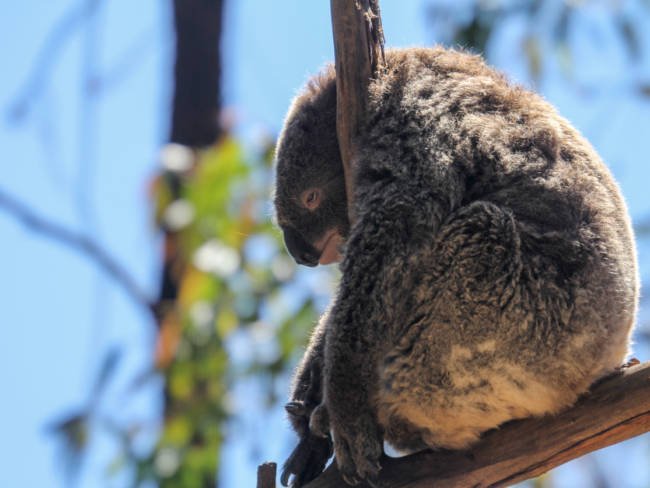 Sterben die Koalas aus?