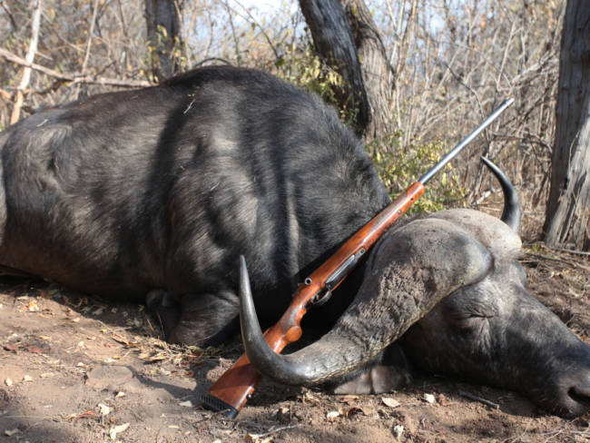 Tierschützer fordern Verbot von Jagd-Safaris