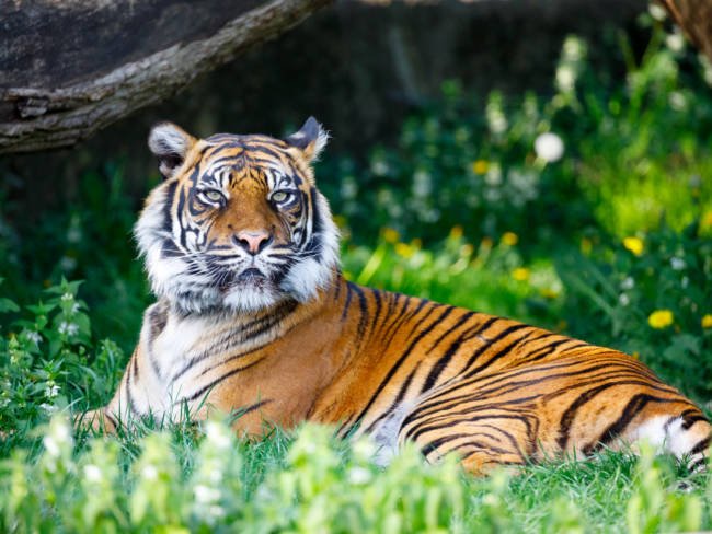 Tiger an Coronavirus erkrankt