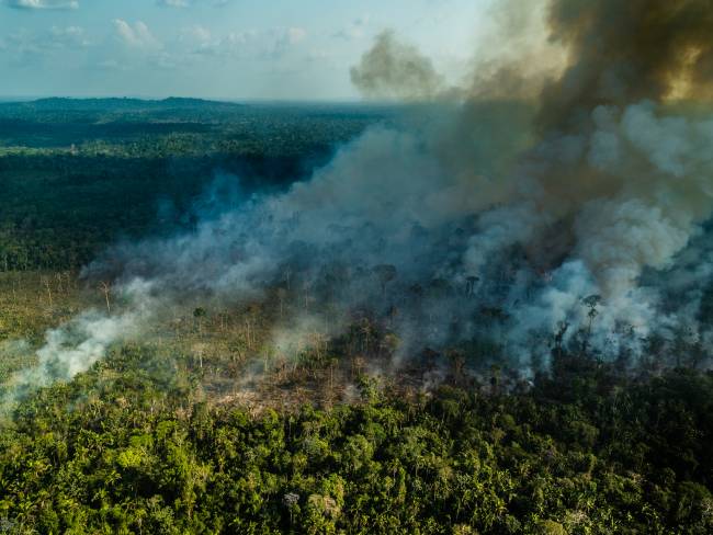 Regenwald Amazonas Feuer