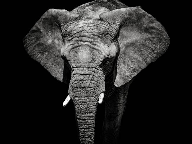 Elefanten-Massensterben in Afrika